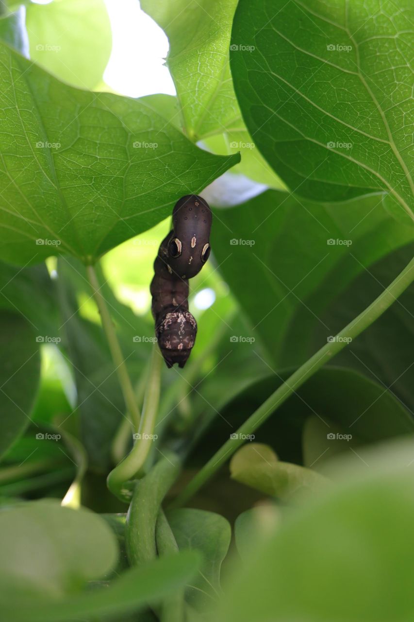 nature wonders:caterpillar🐛🐛🐛🐛