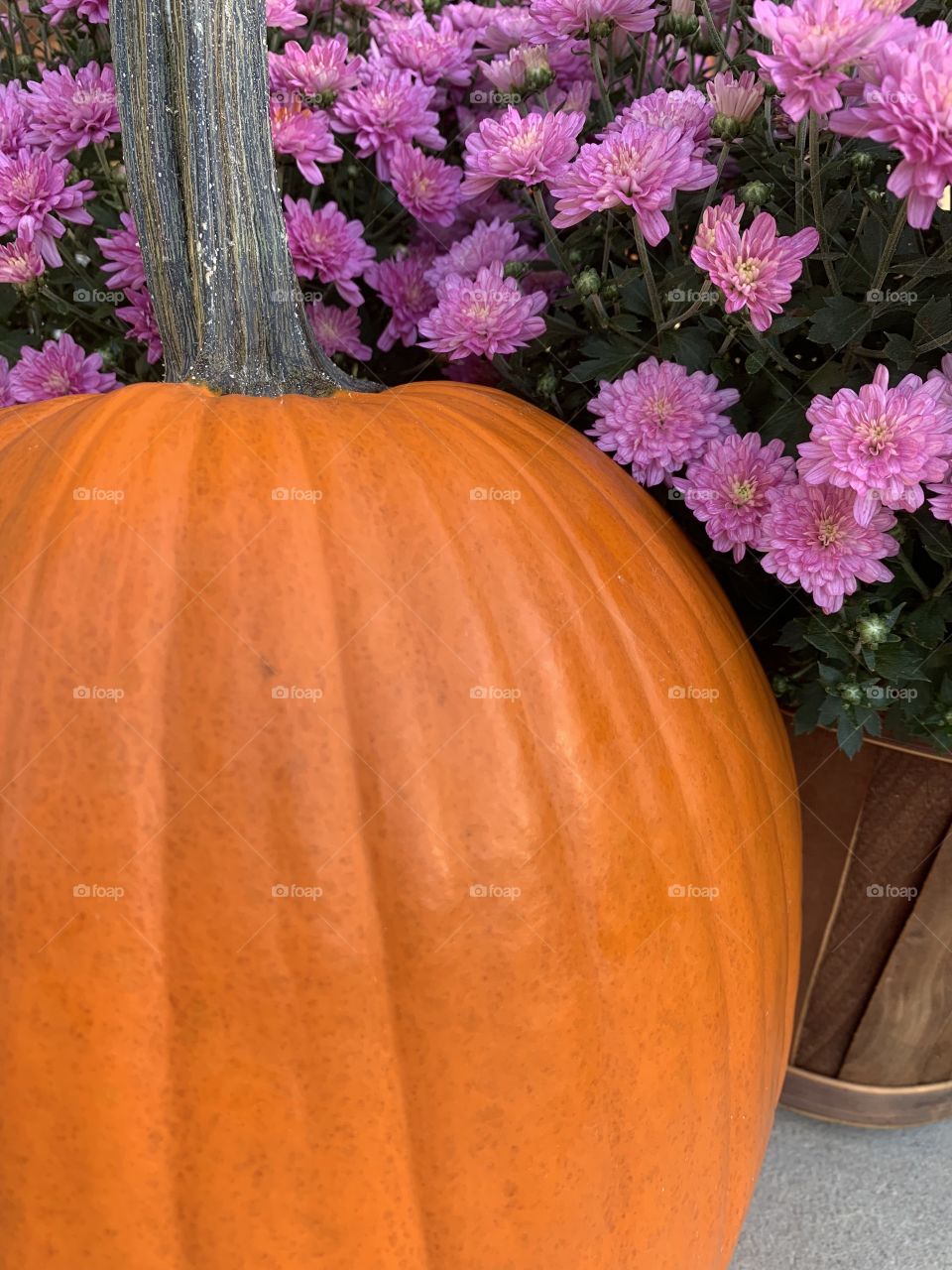 It’s a pumpkin season!