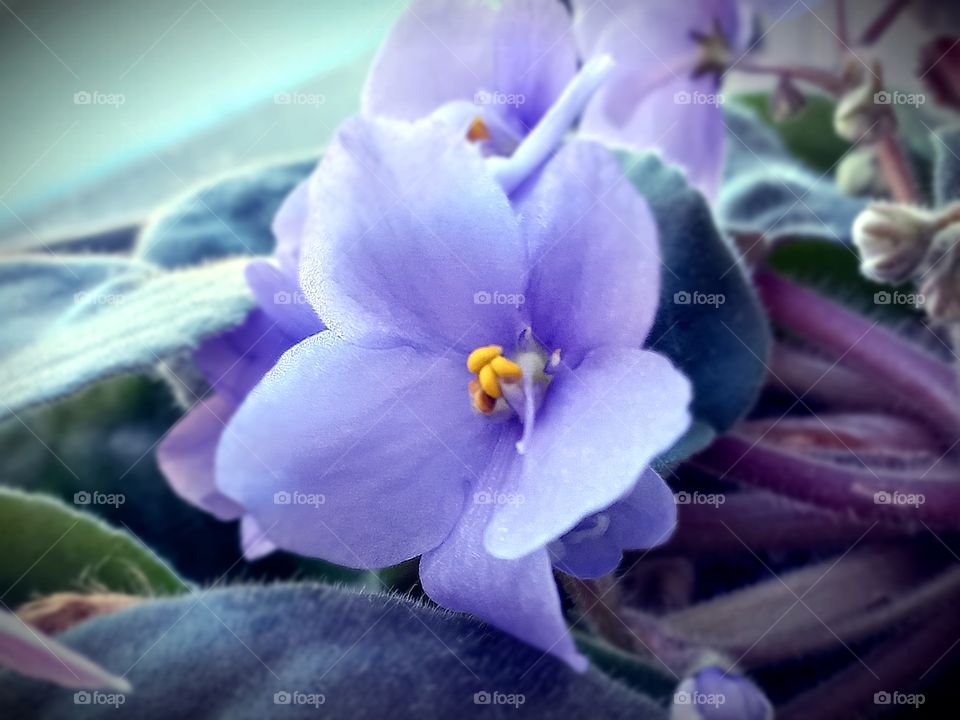 purple violet flower, houseplant