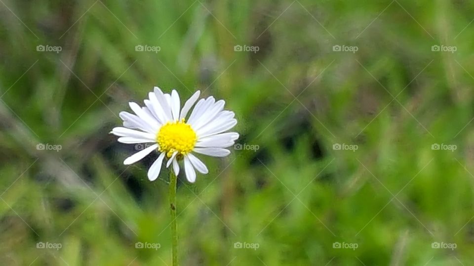 Tiny white flower