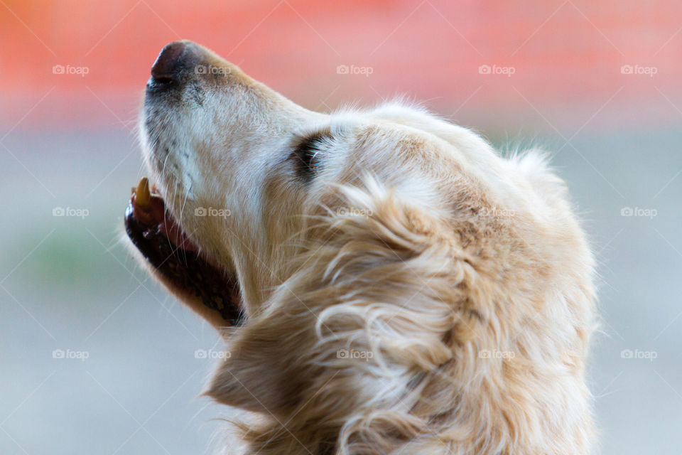 Golden retriever 