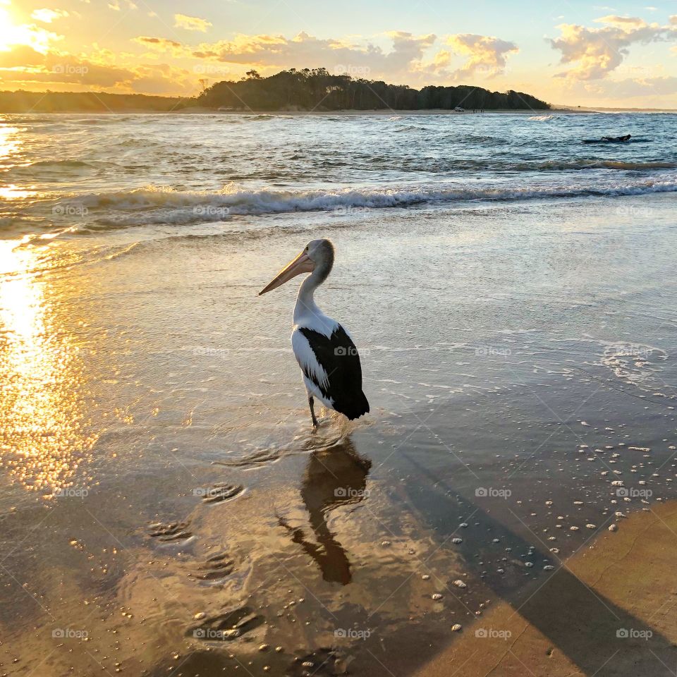 Pelican at the beach at sunset 