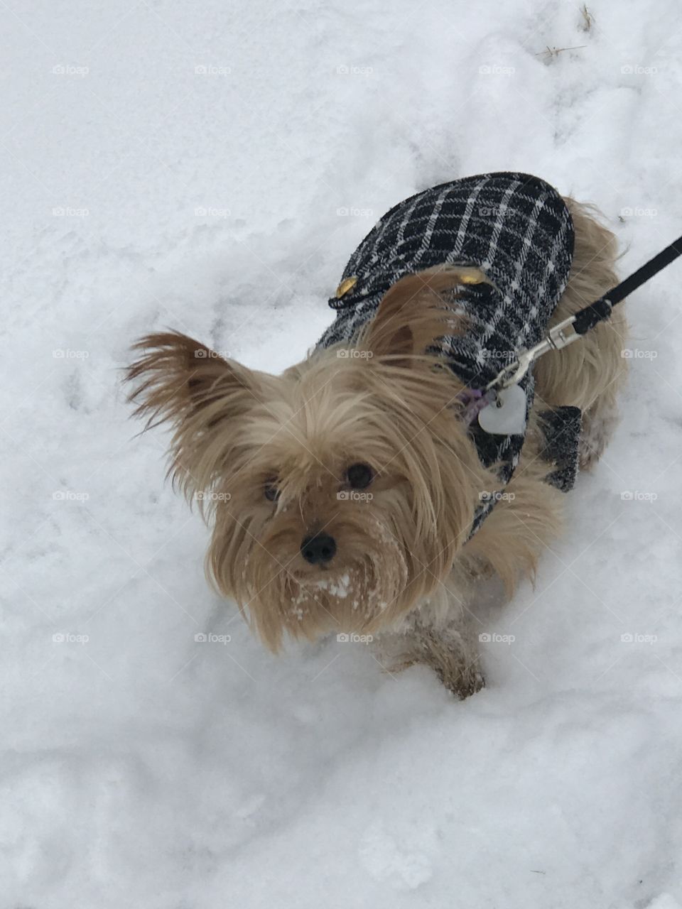 Yorkie in the snow