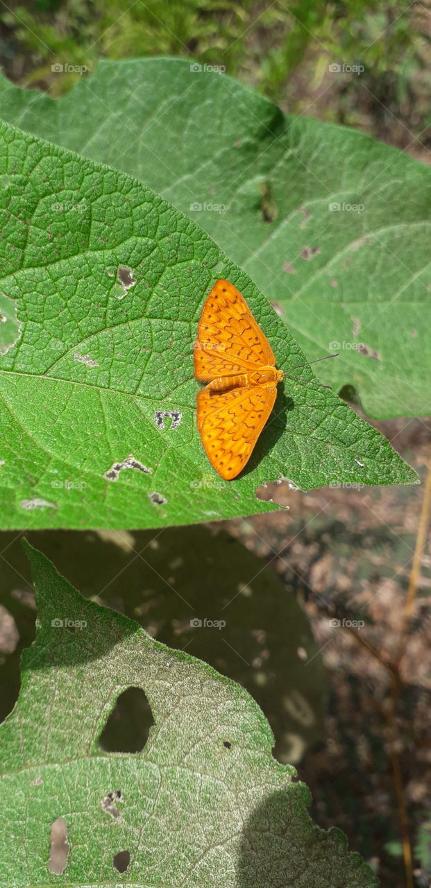 orange butterfly