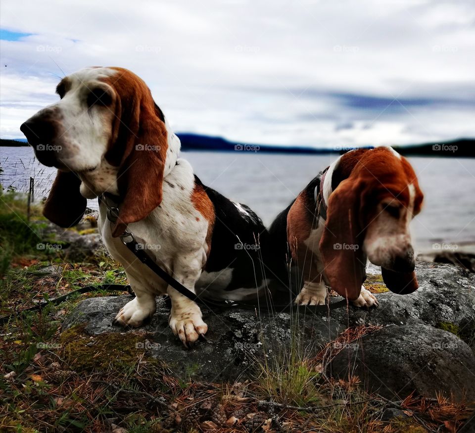 Basset Hounds infront of a lake in Jämtland, Sweden