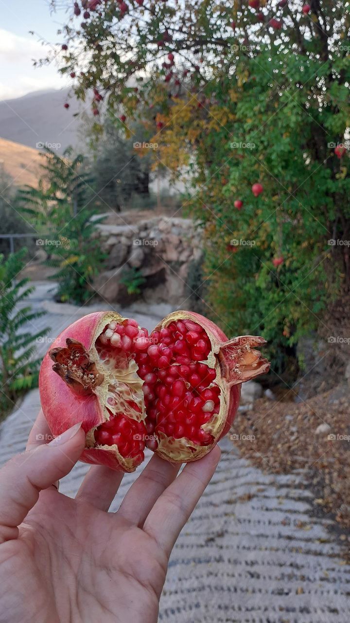 Pomegranate