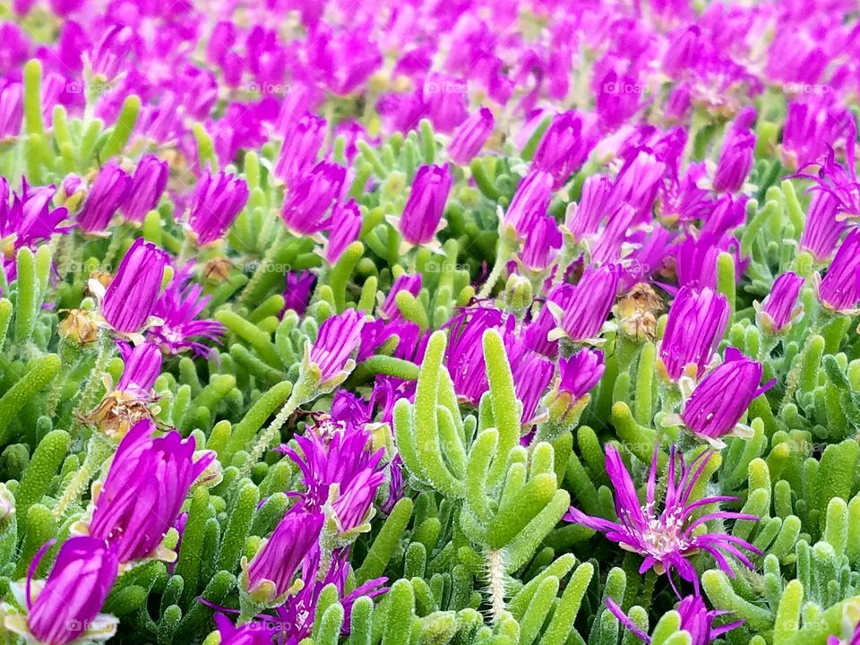 Field flowers