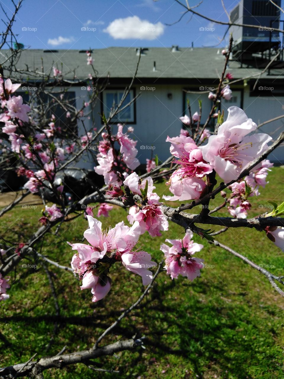 Peach tree flowers