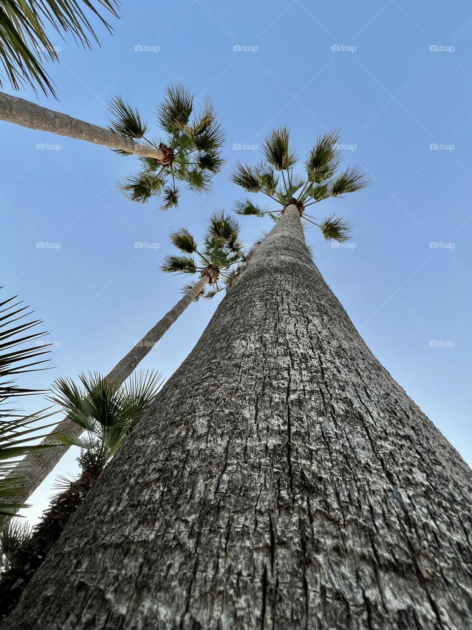 Palms seen from ground to up
