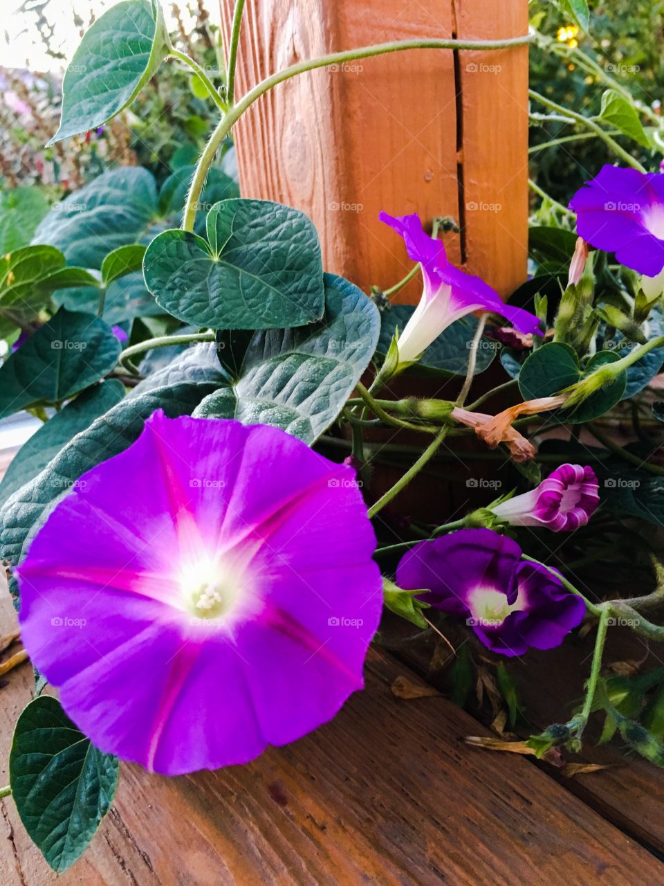 Purple morning glory 