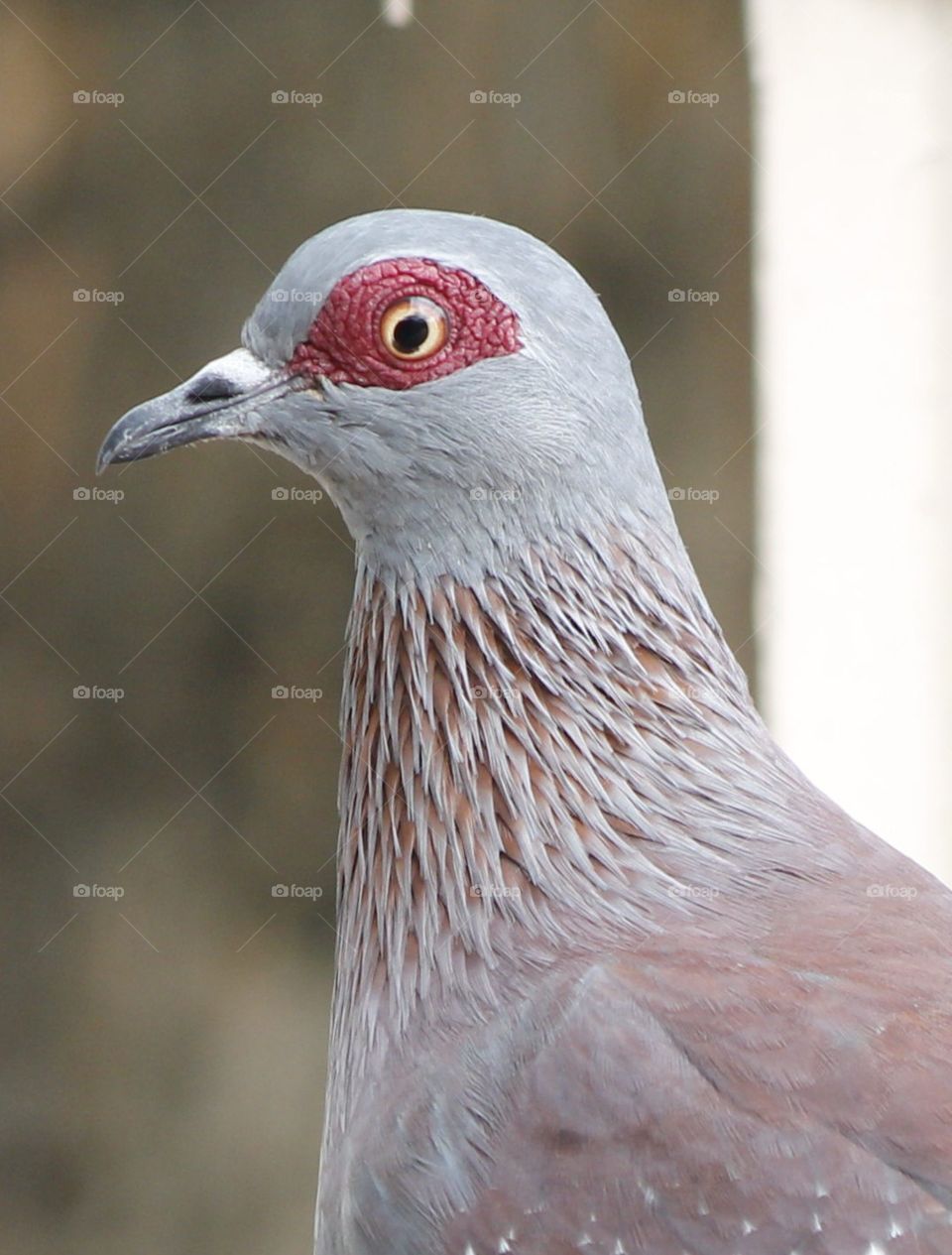 A Rock pigeon keeps a wary eye out for imminent danger before attempting to try some seed.