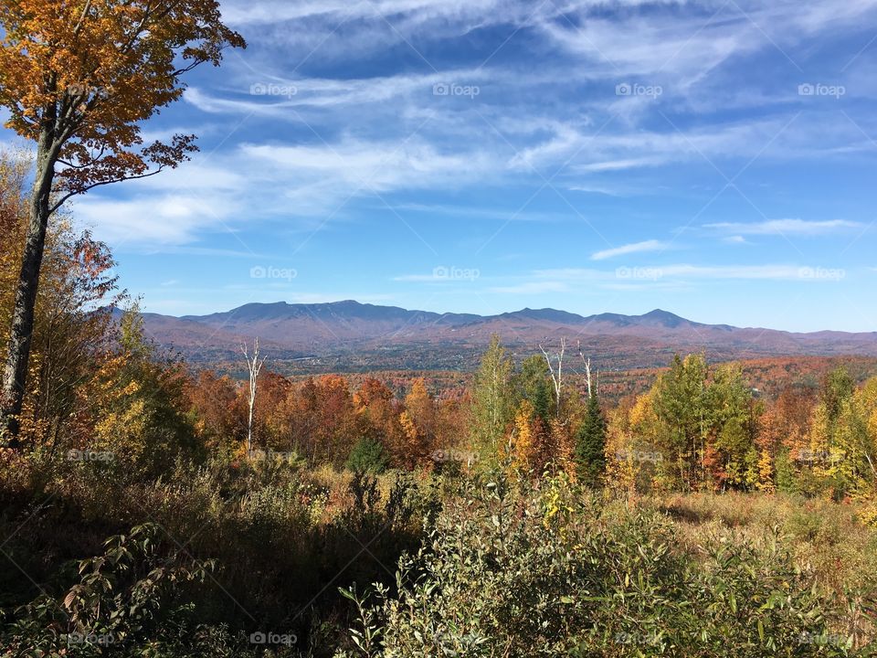 Fall, Landscape, No Person, Wood, Tree