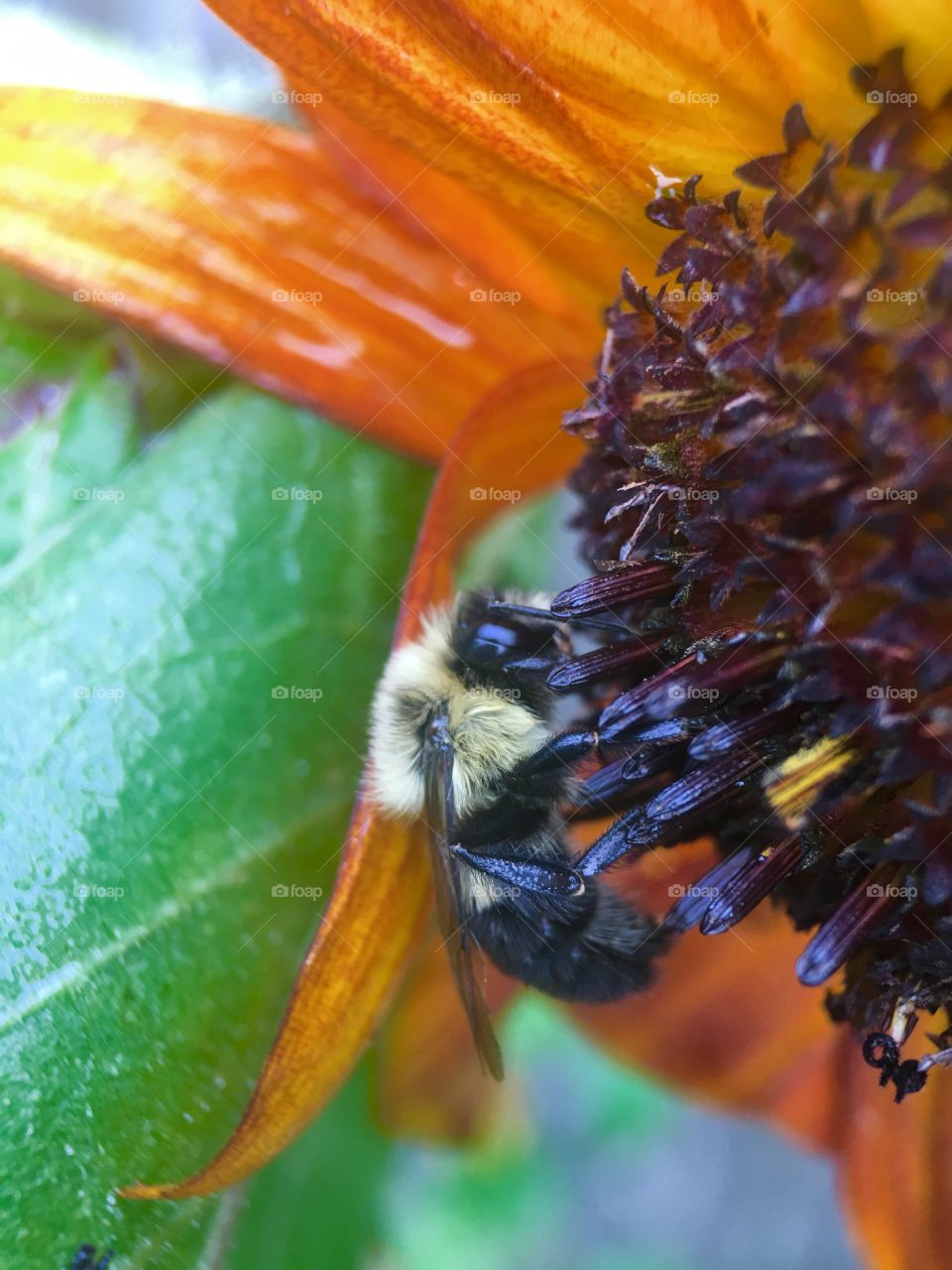 Bee in search of pollen