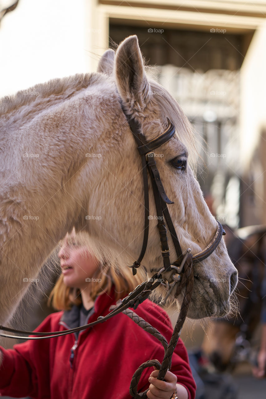 Urban horse