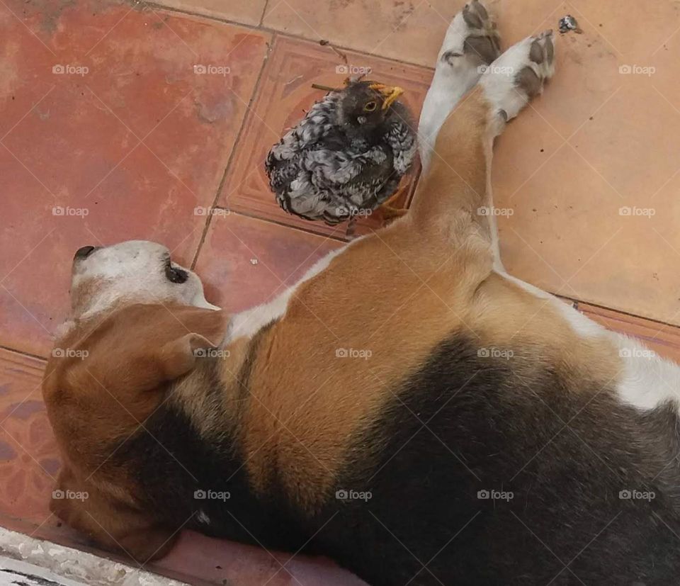 el pollito acompaña al perro que duerme