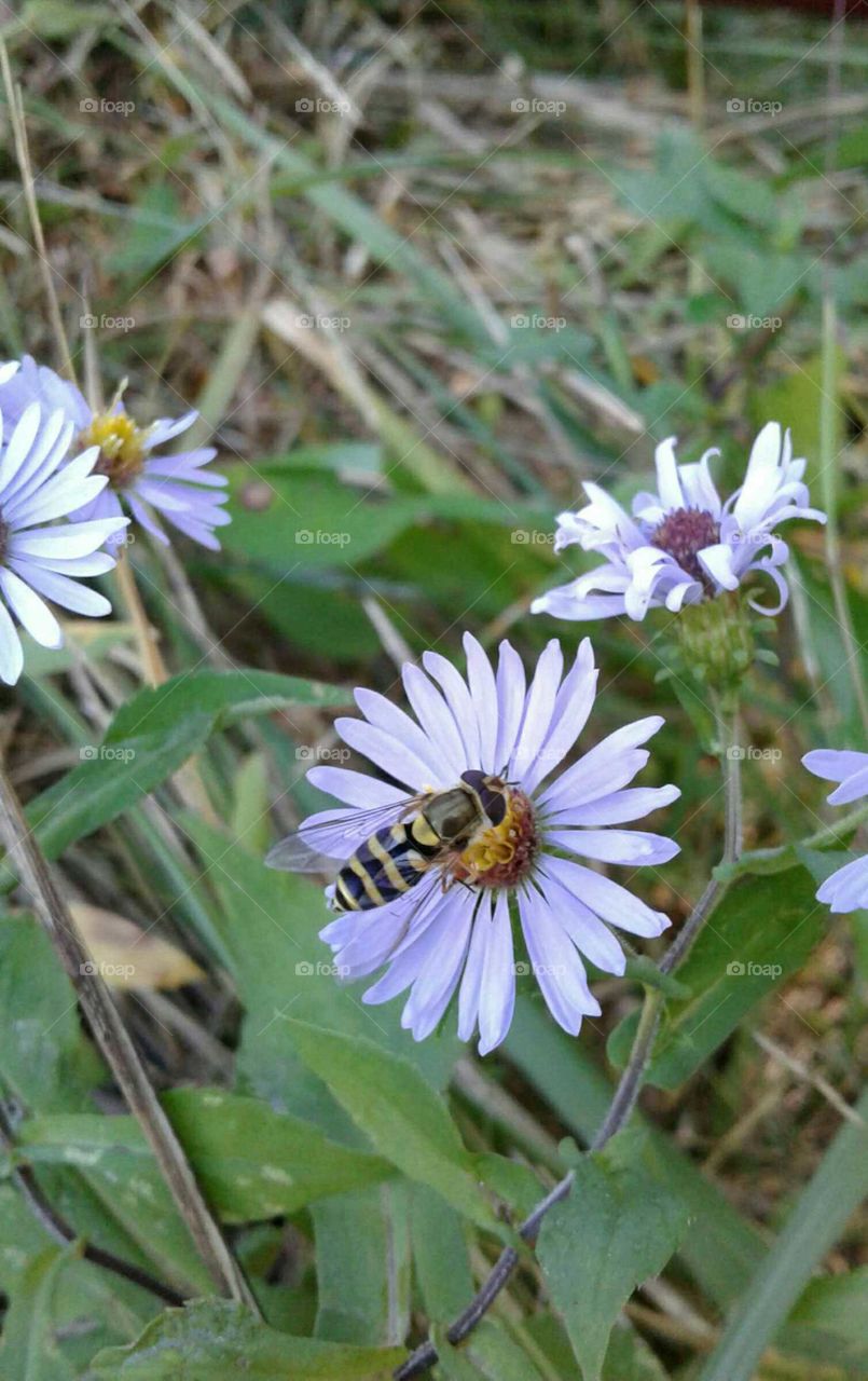 Wildflowers & Hover Fly