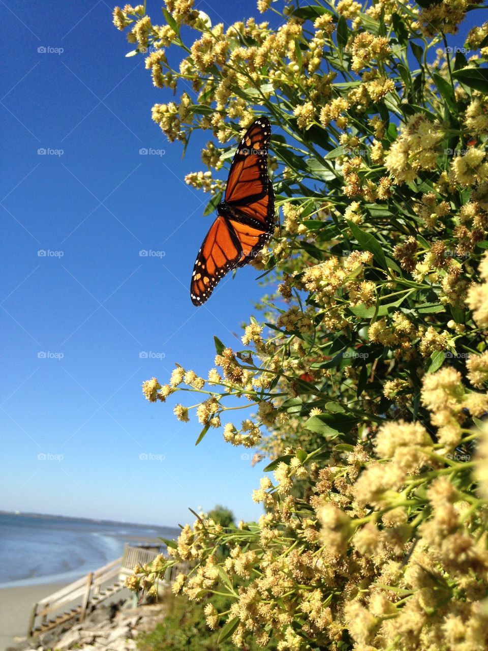 Monarch butterfly