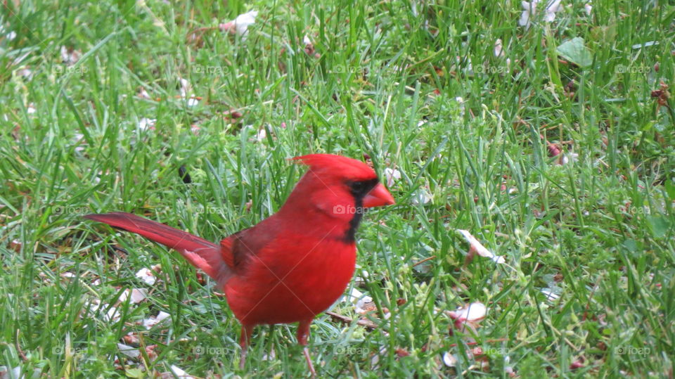 male cardinal in a green grassy area
