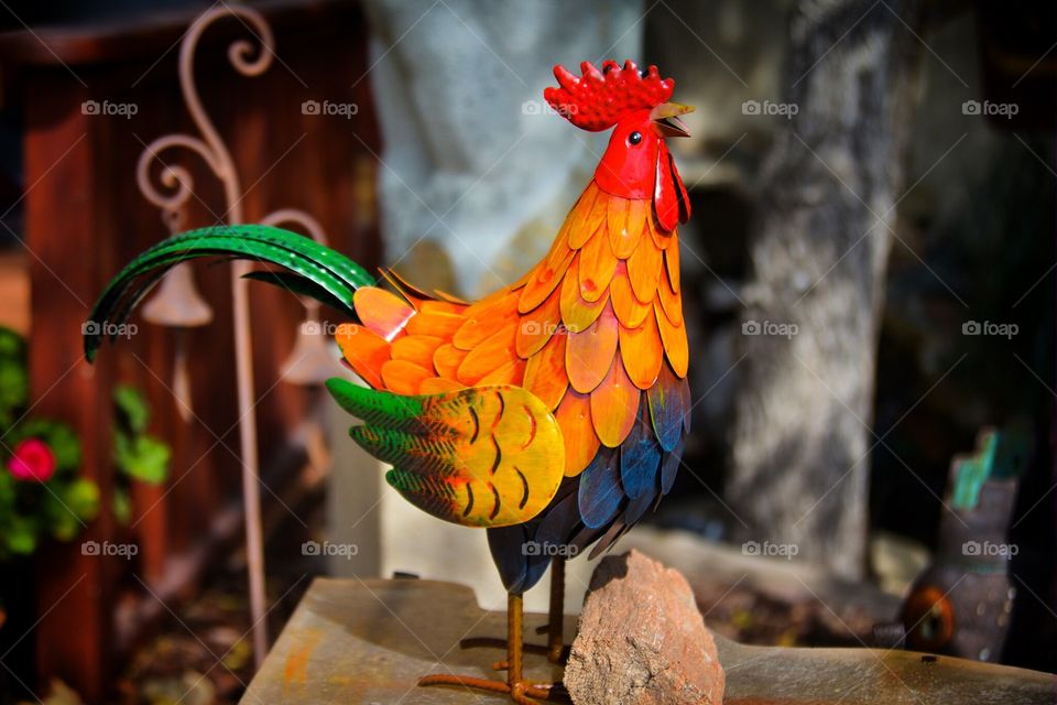 A rooster...