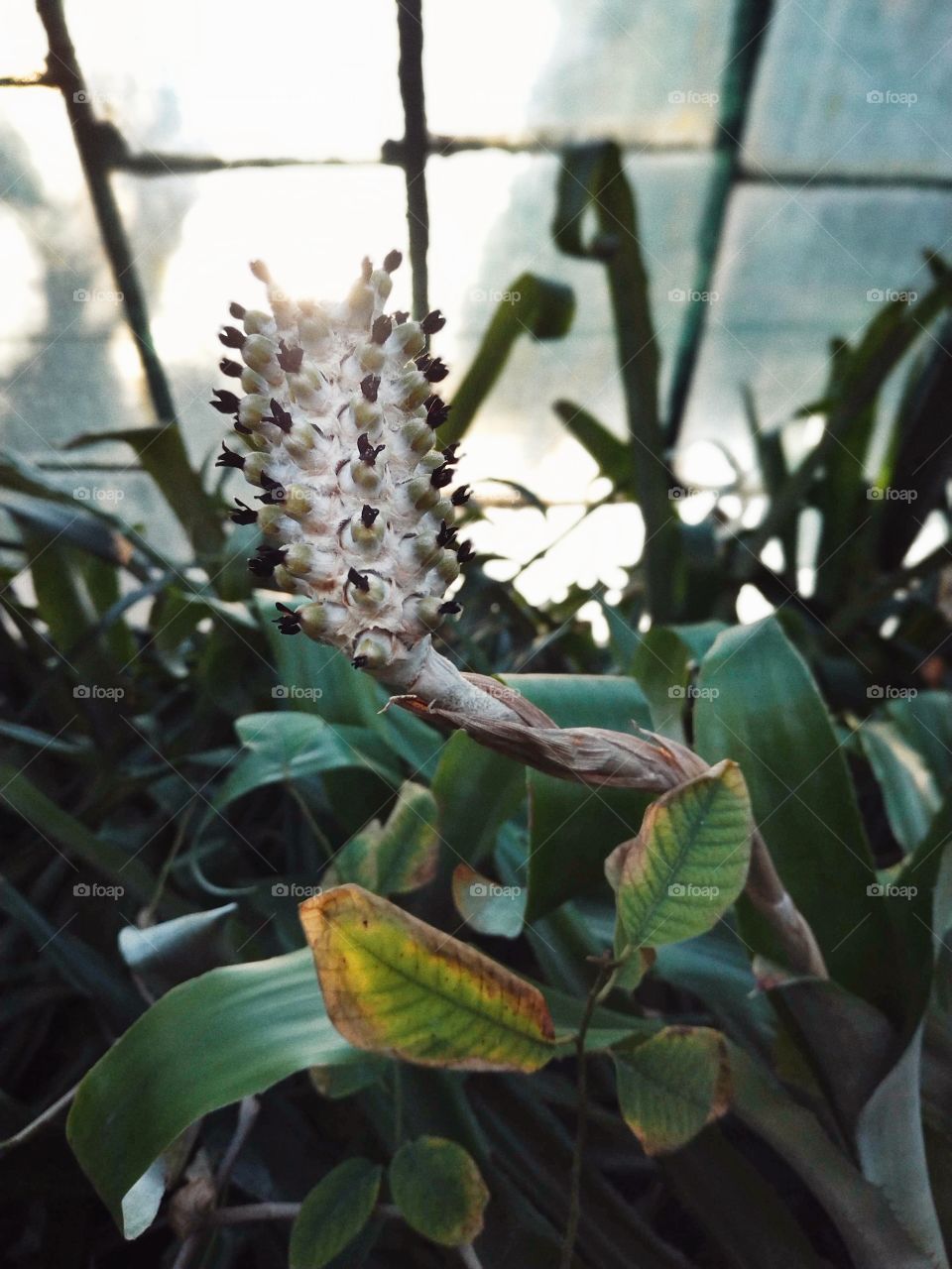 exotic cactus with inflorescence close-up