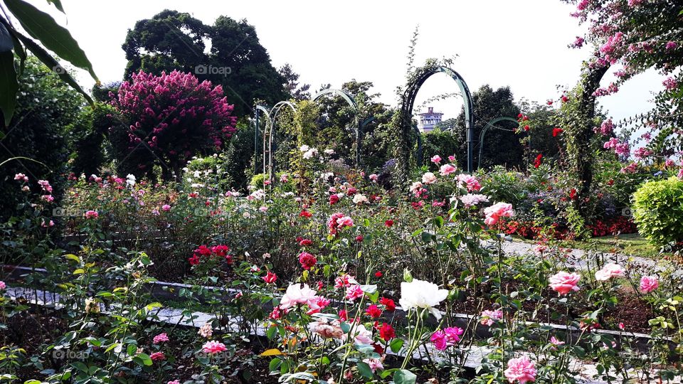 Rose Garden