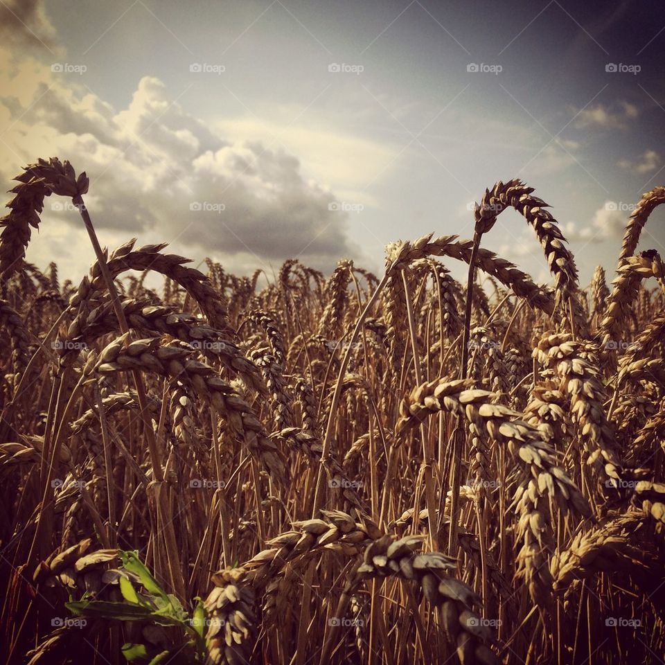 In the fields of barley
