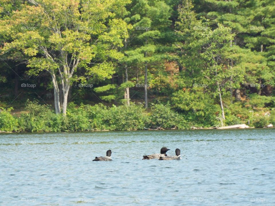 3 Loons in a Line