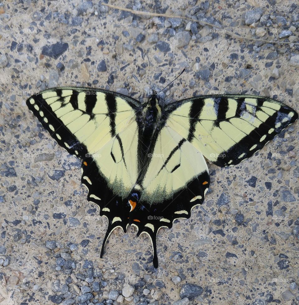 Swallowtail Butterfly on York Heritage Rail Trail - Seven Valleys, PA