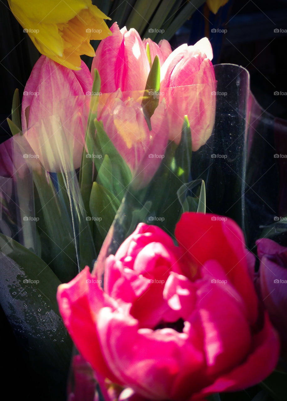 Pink  tulips
