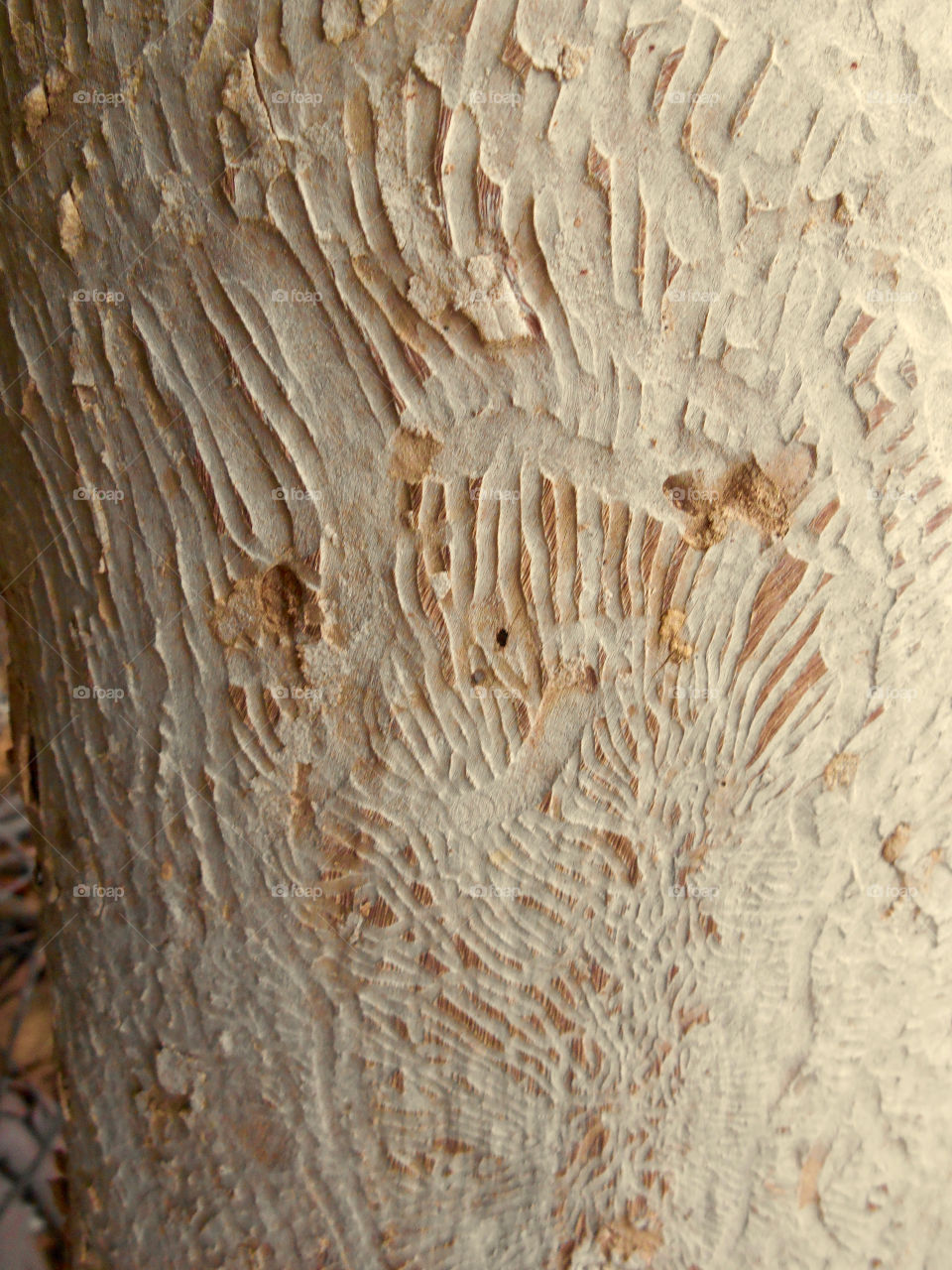 Termite patterns