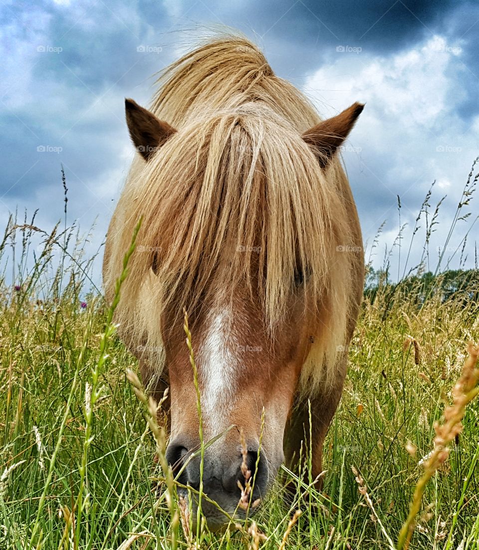 Cute Shetland Pony