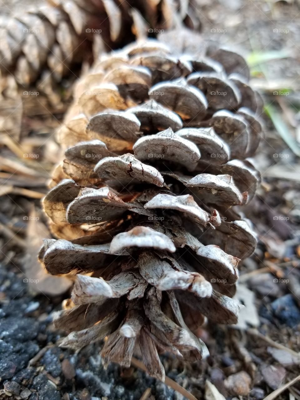 prickly pine cone