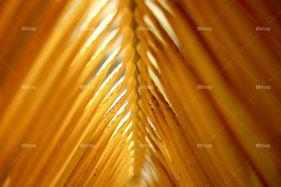 Yellow palm leaf