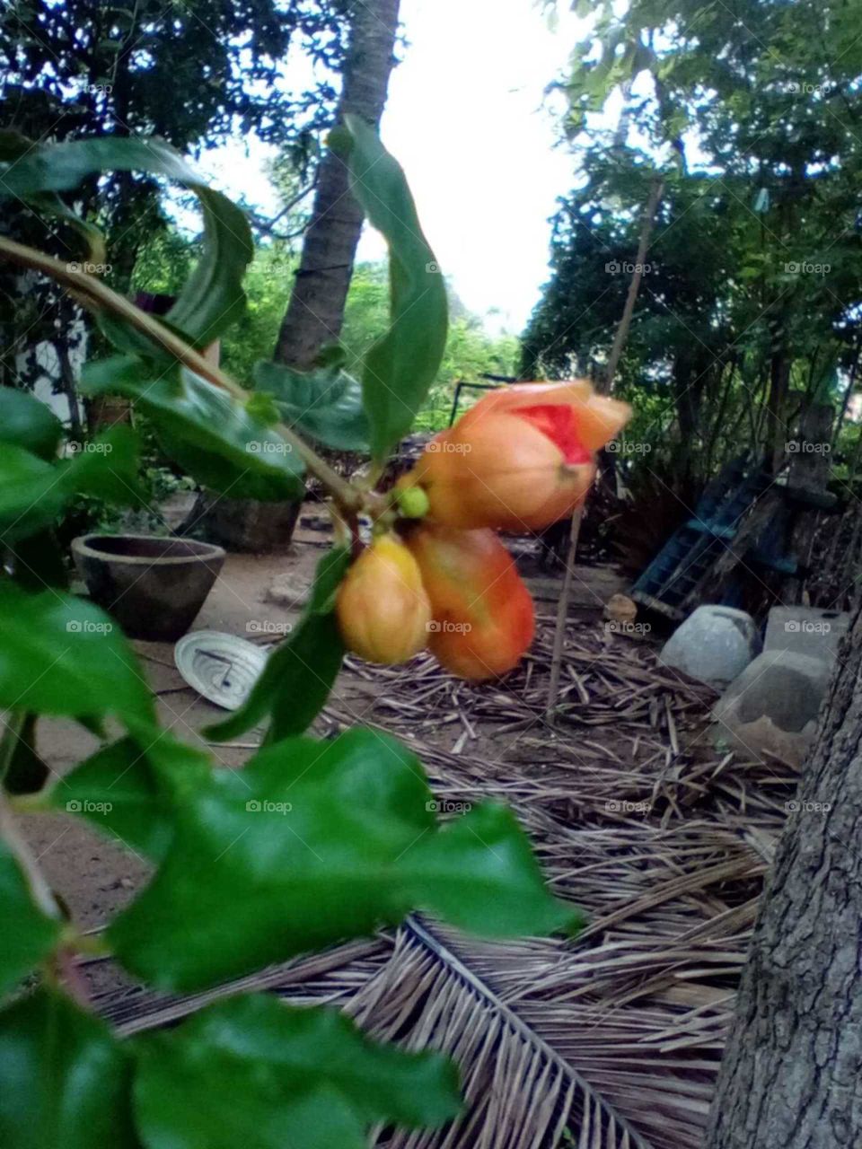 pomegranate...