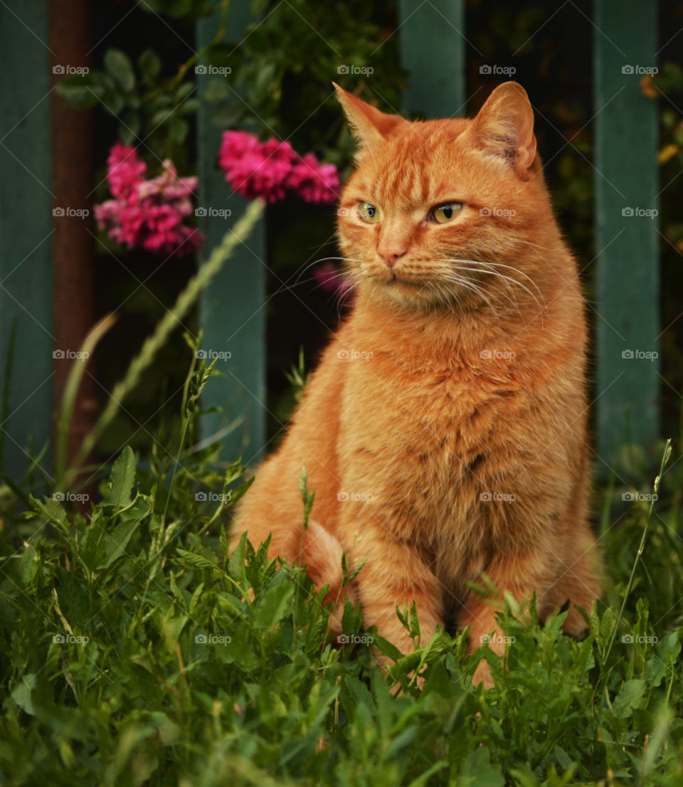 ginger cat