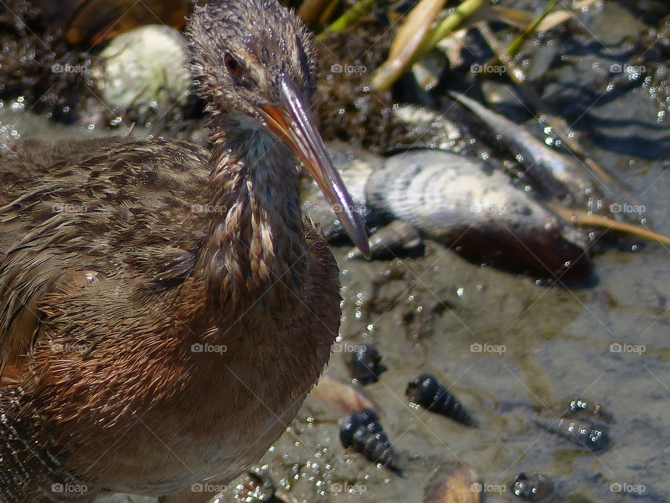 California Clapper Rail #10