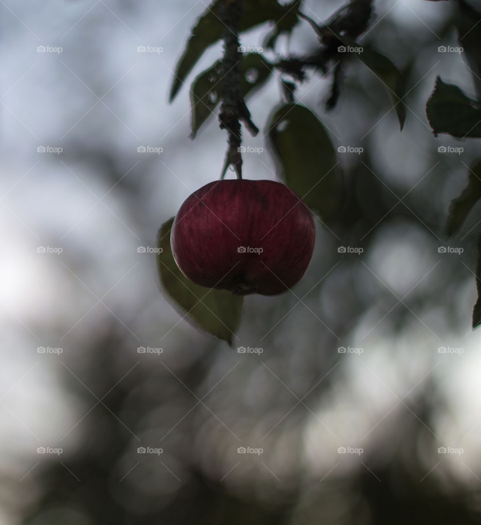 Single apple on a twig on dusk light background with bokeh