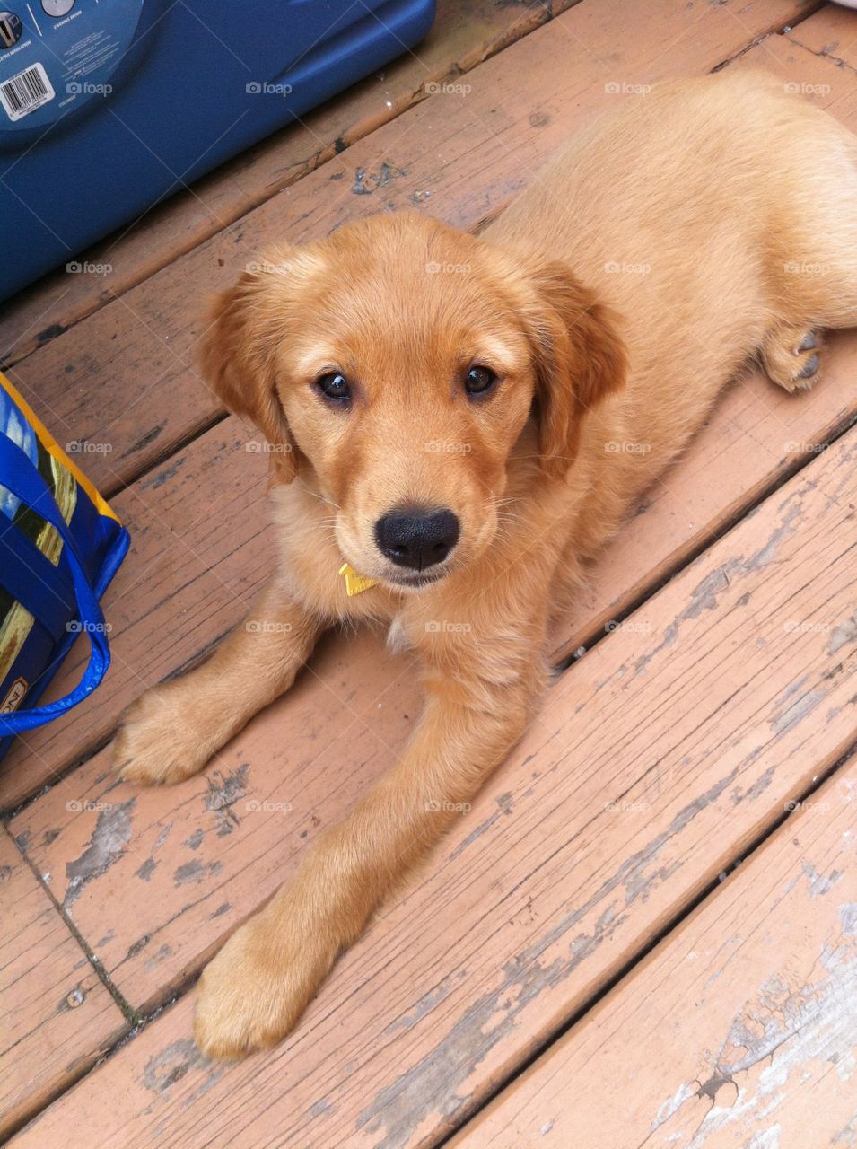 I'm so cute. New little puppy