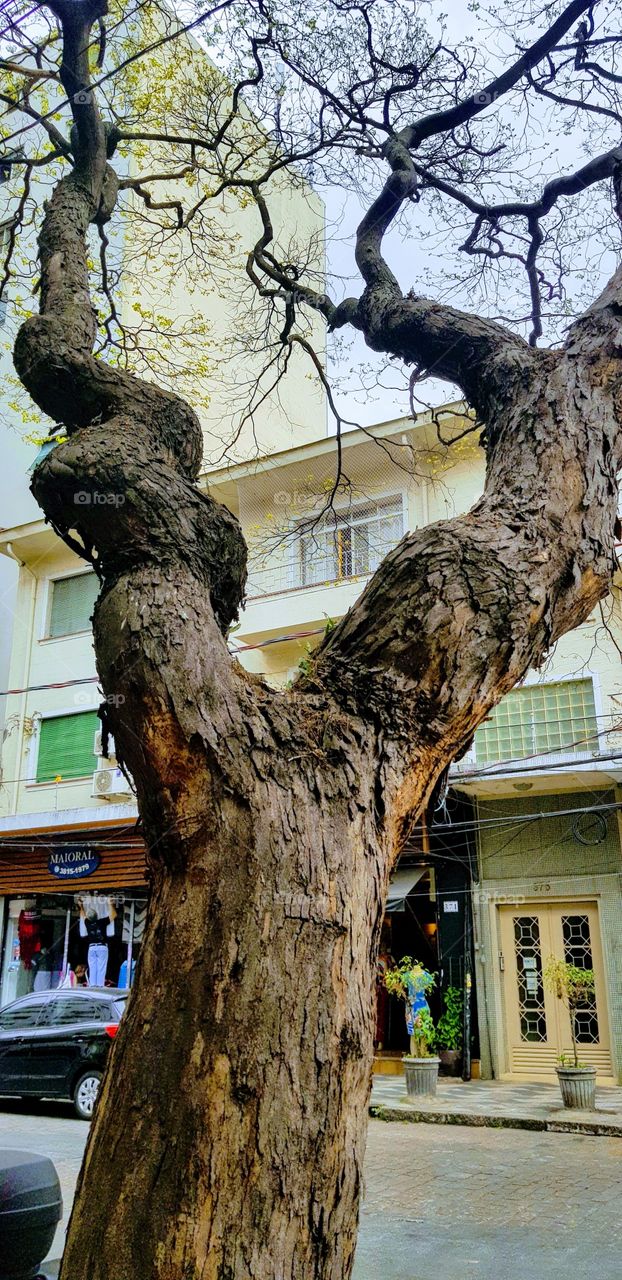 árvore na cidade, tree