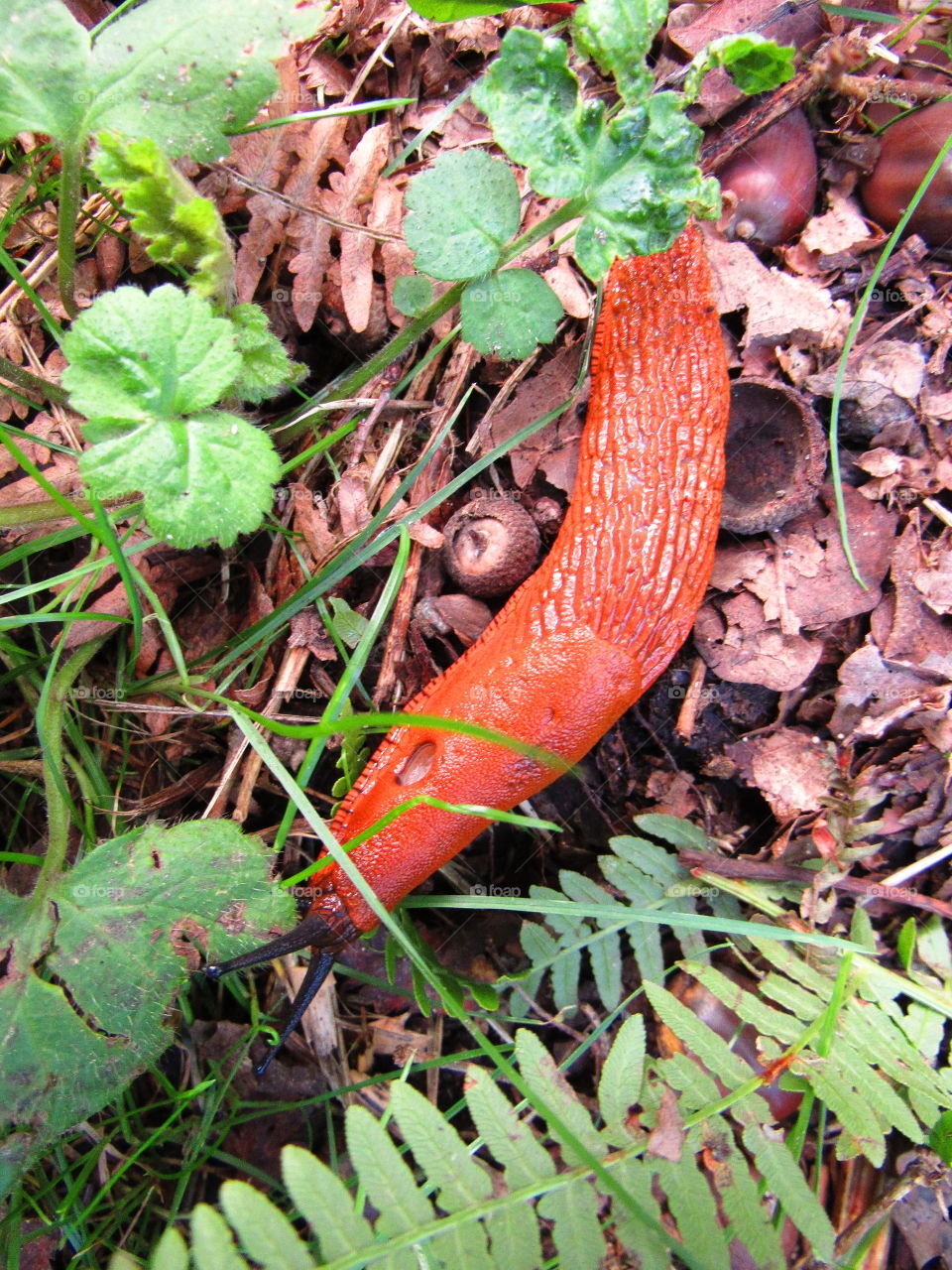 slug