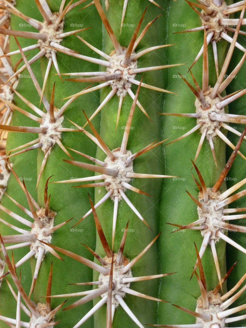 Cactus Spikes