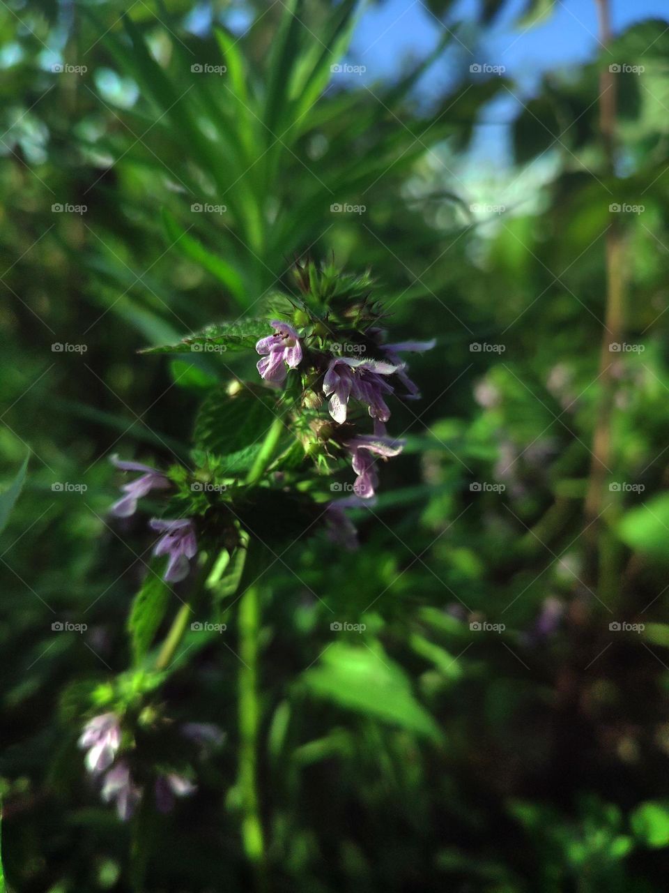 Macro photo of flowering plants