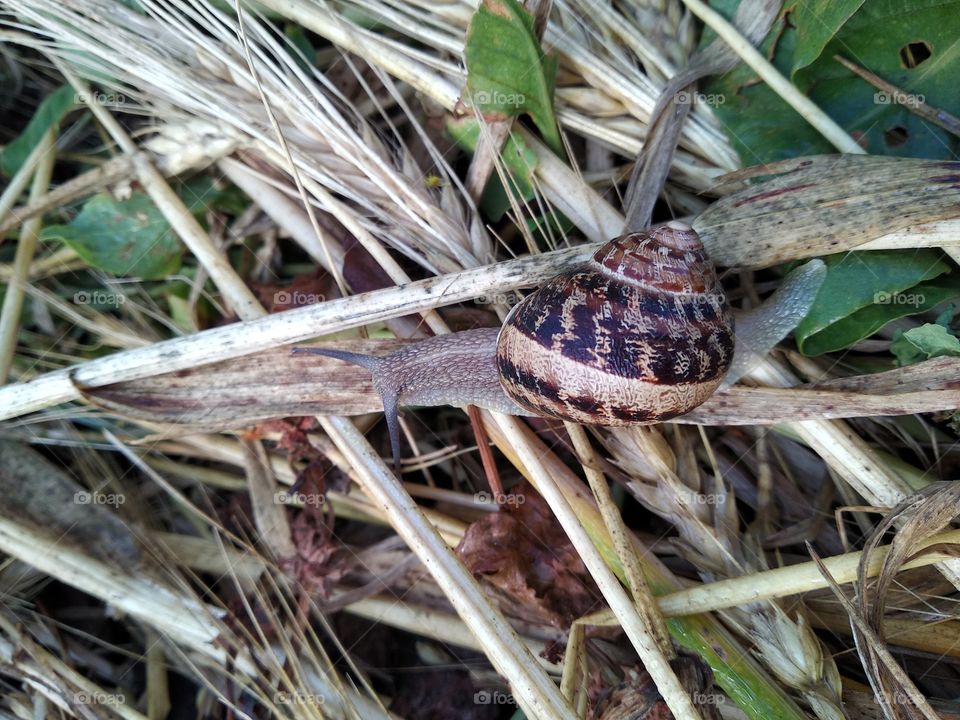 Snail