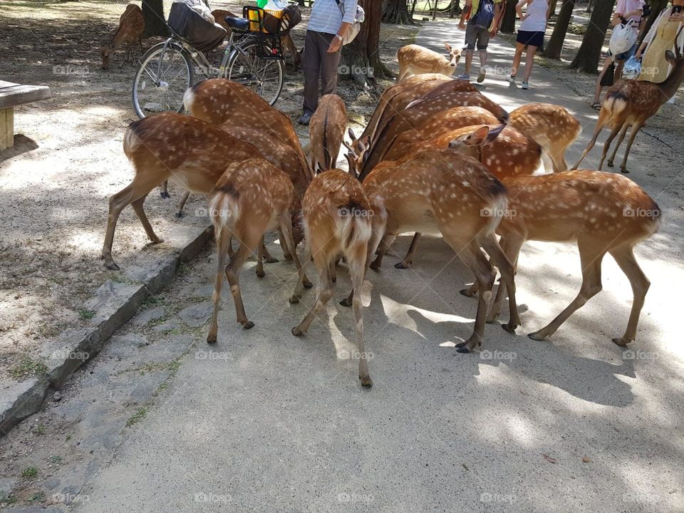 Lunch of deers