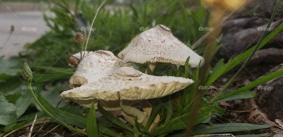 mushrooms