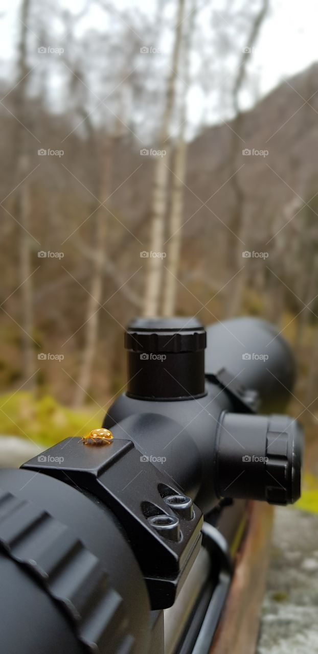 Company when hunting