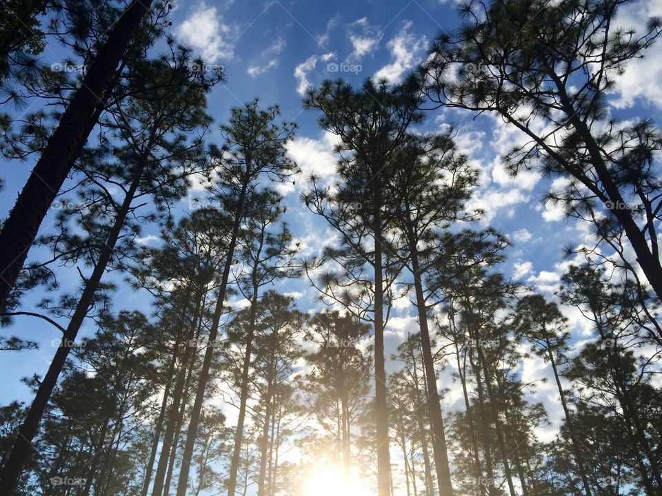 Light through all the trees