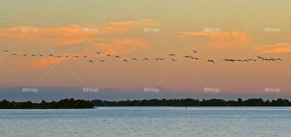 Geese at dusk