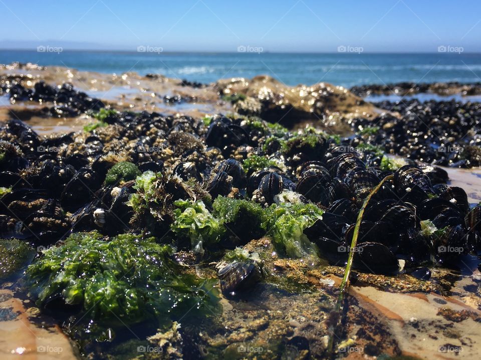 Mussels and Clams in the Tidal Pools in Santa Cruz 