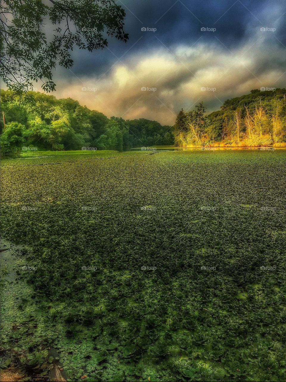 Sunrise on the creek. An early morning over the creek during summer